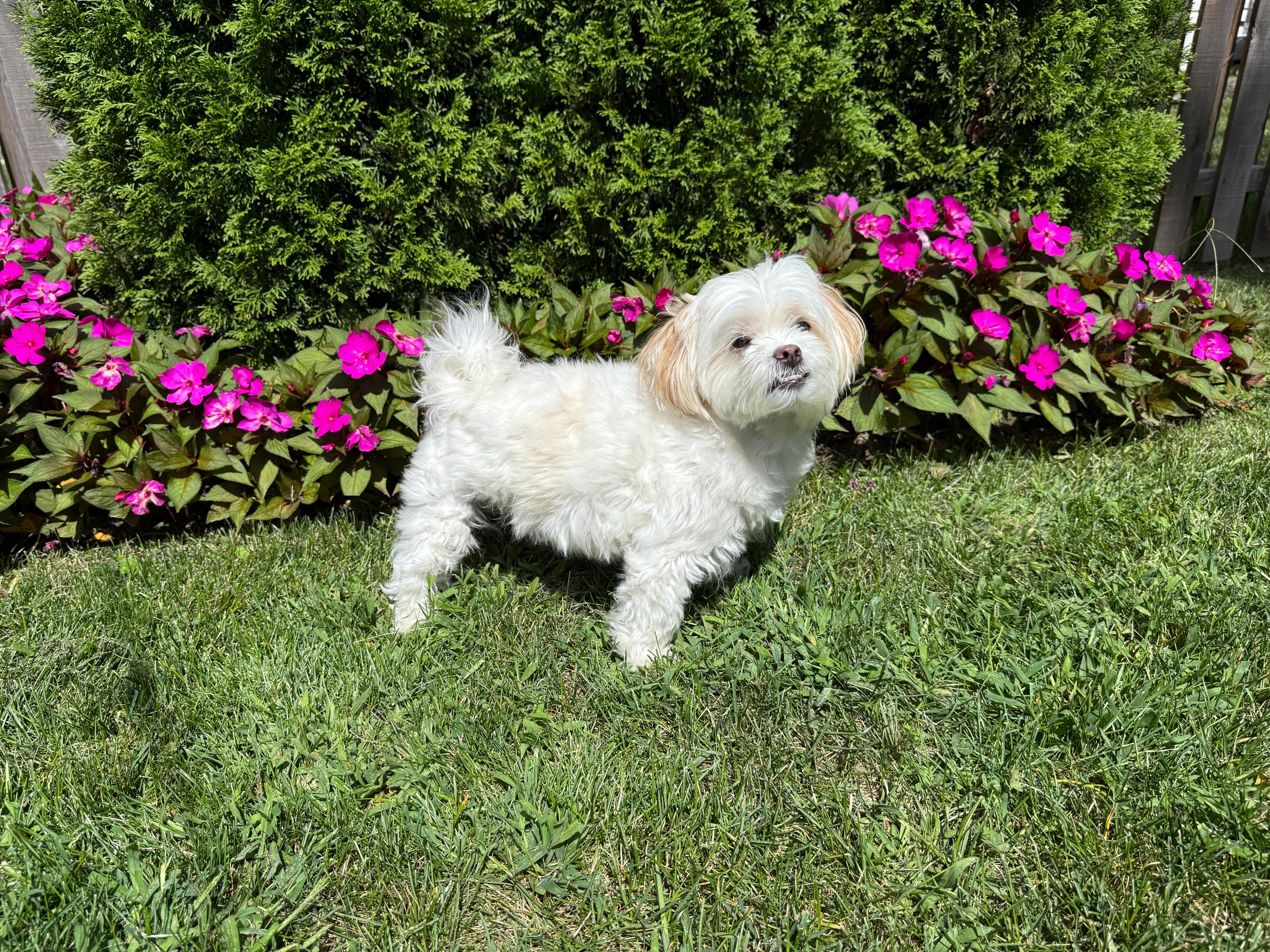 Happy Tails photo 11