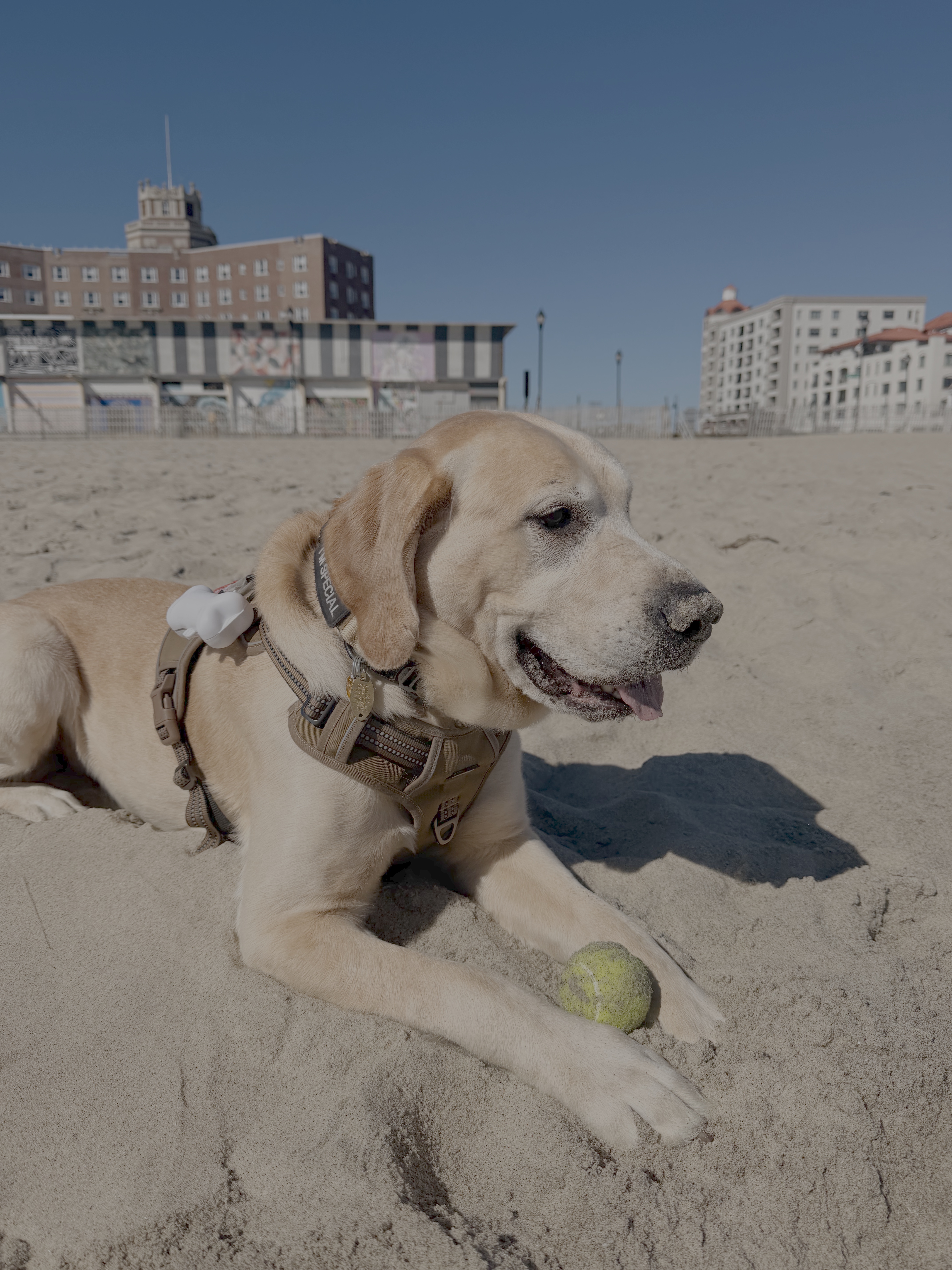 Happy Tails photo 12