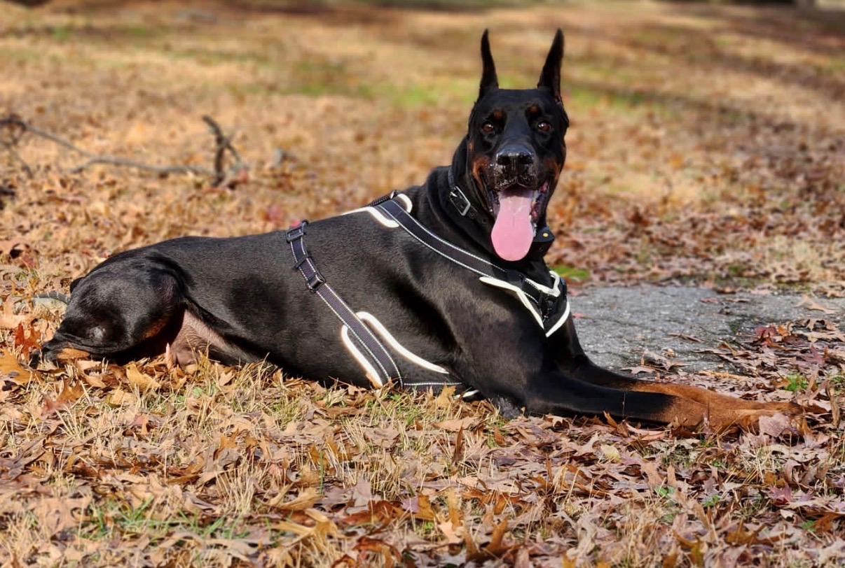 Happy Tails photo 13