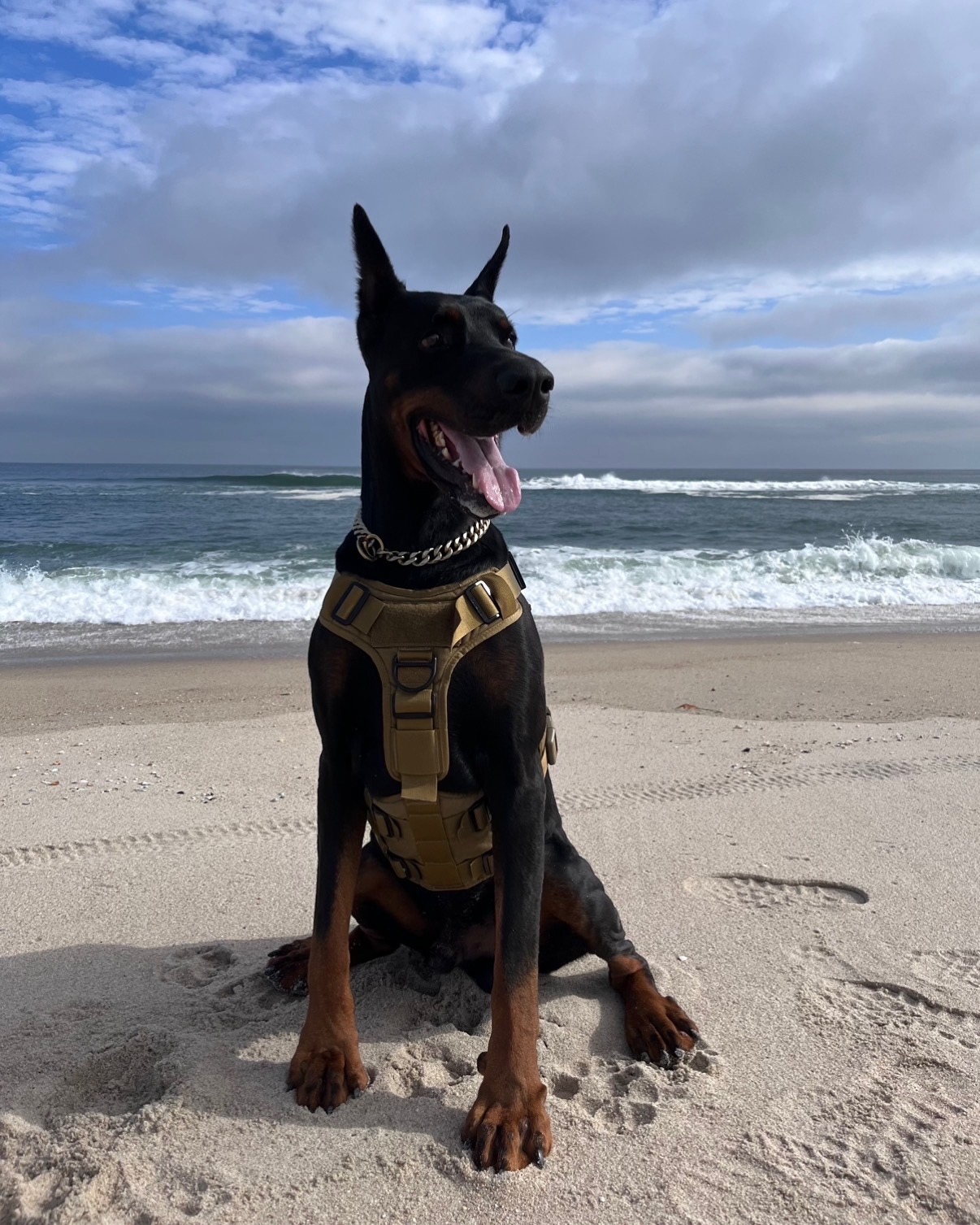 Happy Tails photo 14